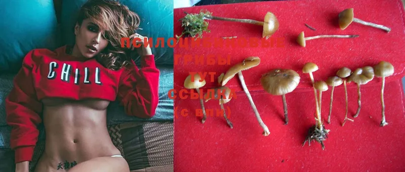 дарнет шоп  Дедовск  Галлюциногенные грибы MAGIC MUSHROOMS 